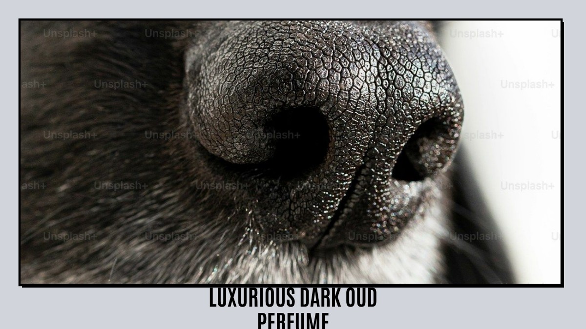 luxurious dark oud perfume