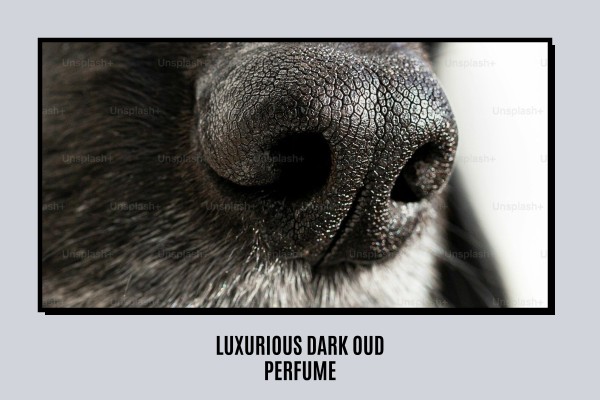 luxurious dark oud perfume