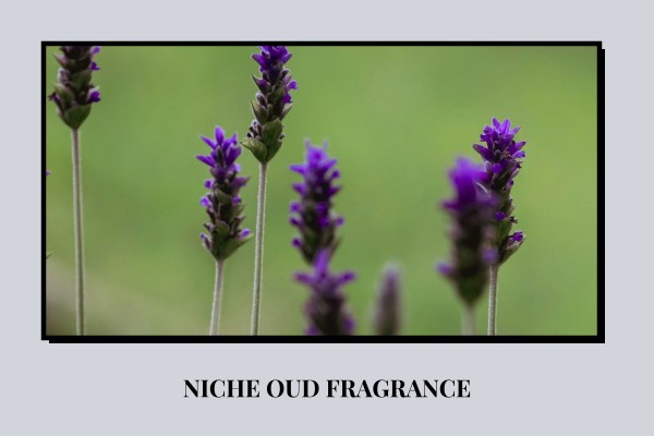 niche oud fragrance