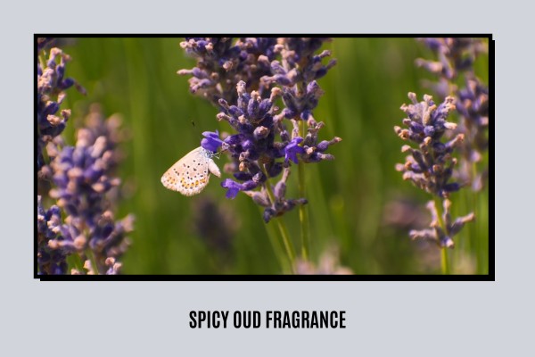 spicy oud fragrance